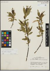 Foto von Salix alba L. x Salix fragilis L.